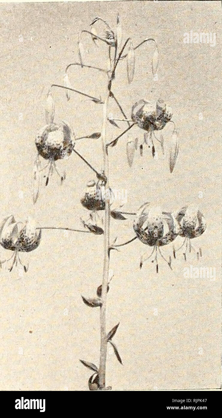 Autumn 1947 Bulbs Plants Utah Salt Lake City Catalogs