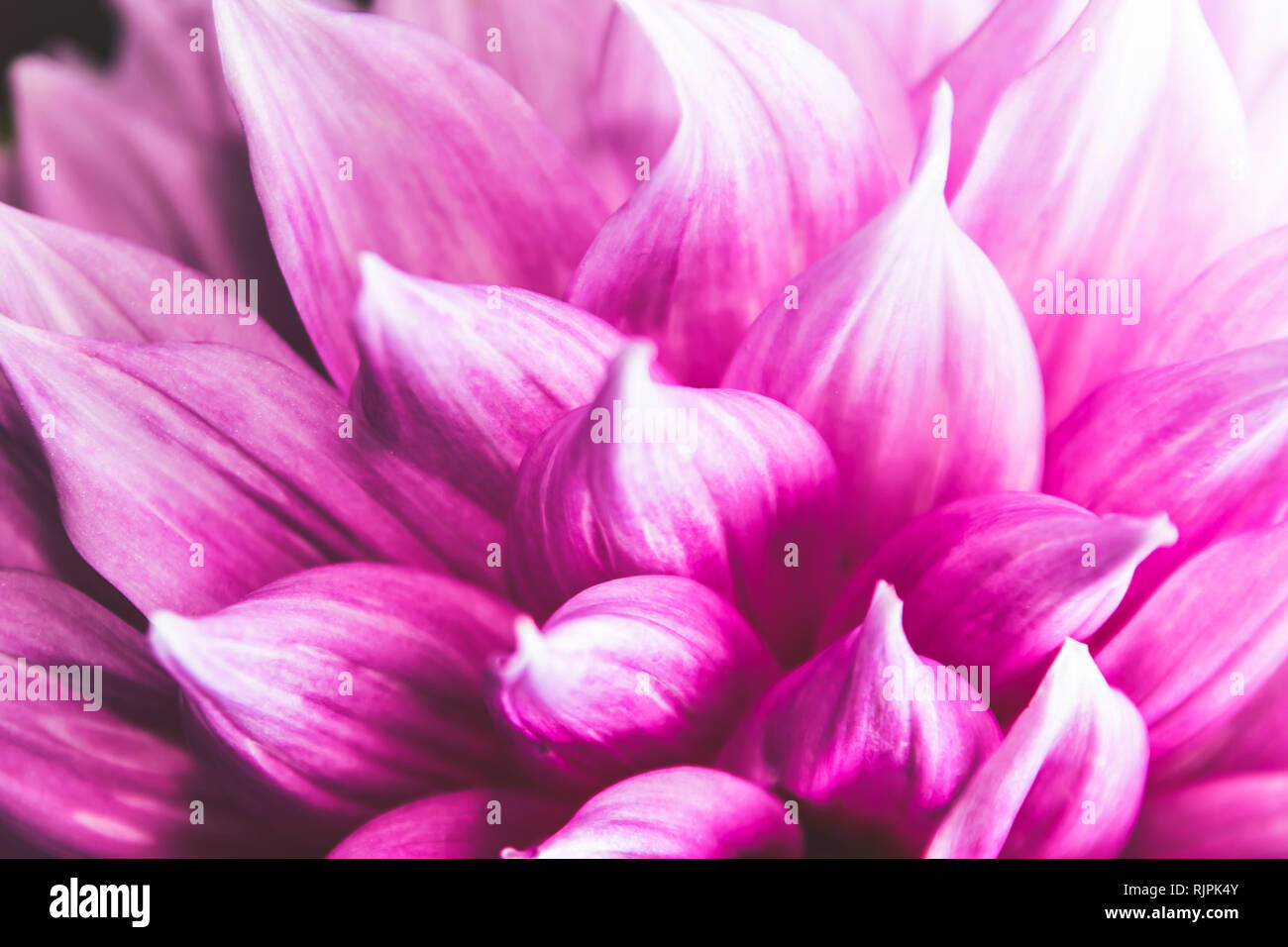 Purple white dahlia pinnata single flower petal in isolated close up details in muted elegant filter Stock Photo
