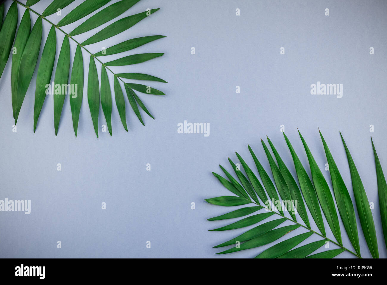 Creative flat lay top view of green tropical palm leaves on blue grey ...