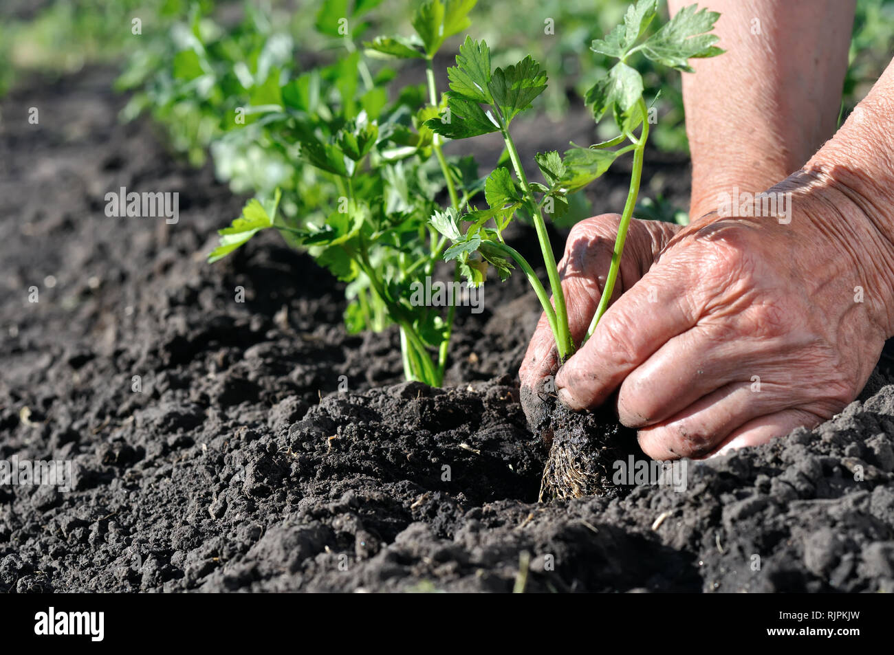 farmer's hands planting a celery seedling in the vegetable garden Stock