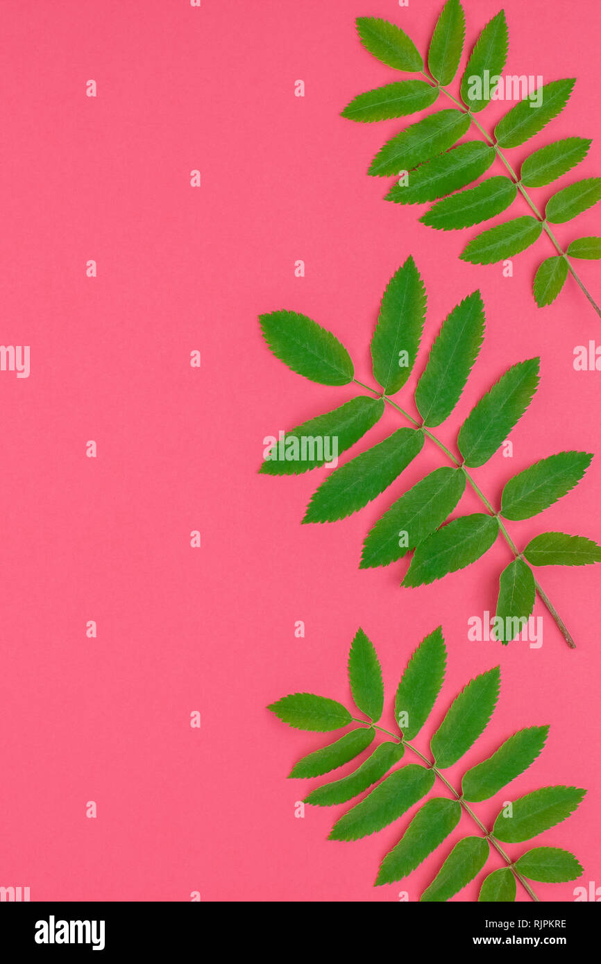 Creative flat lay top view pattern with fresh green rowan tree leaves ...