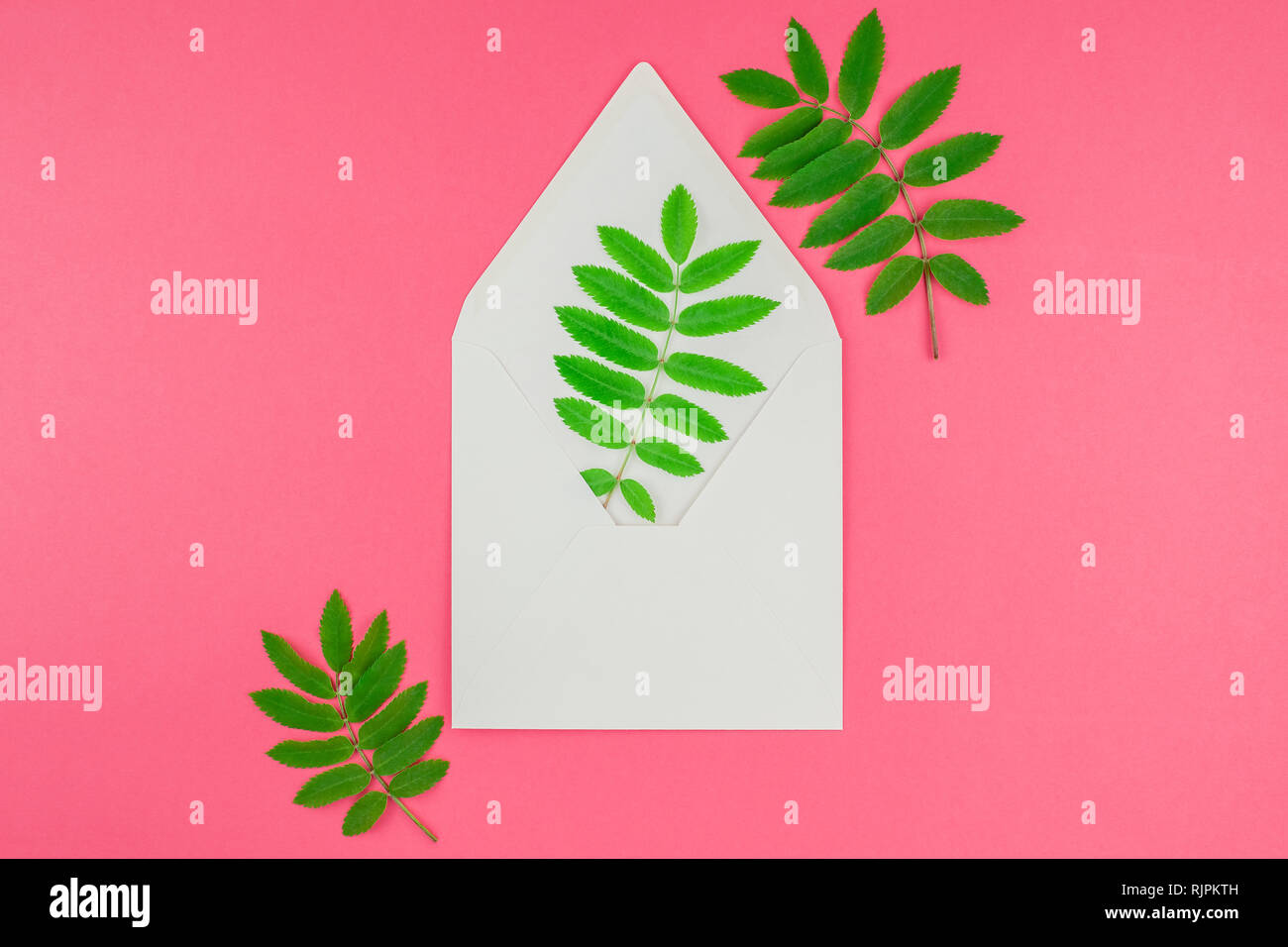 Creative flat lay top view white letter mock up with fresh green rowan ...