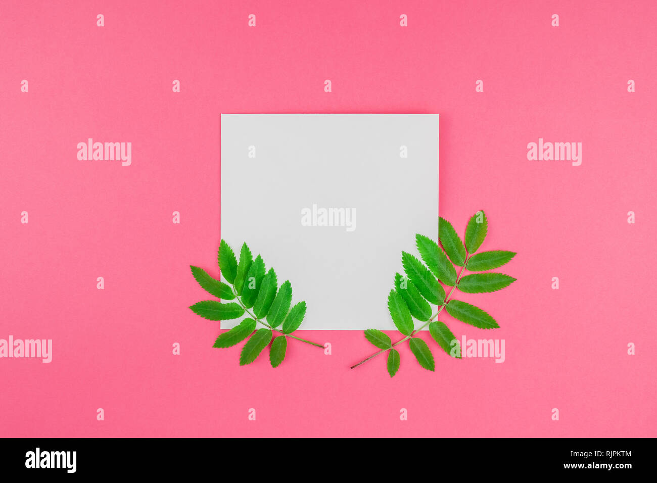 Creative flat lay top view white letter mock up with fresh green rowan ...
