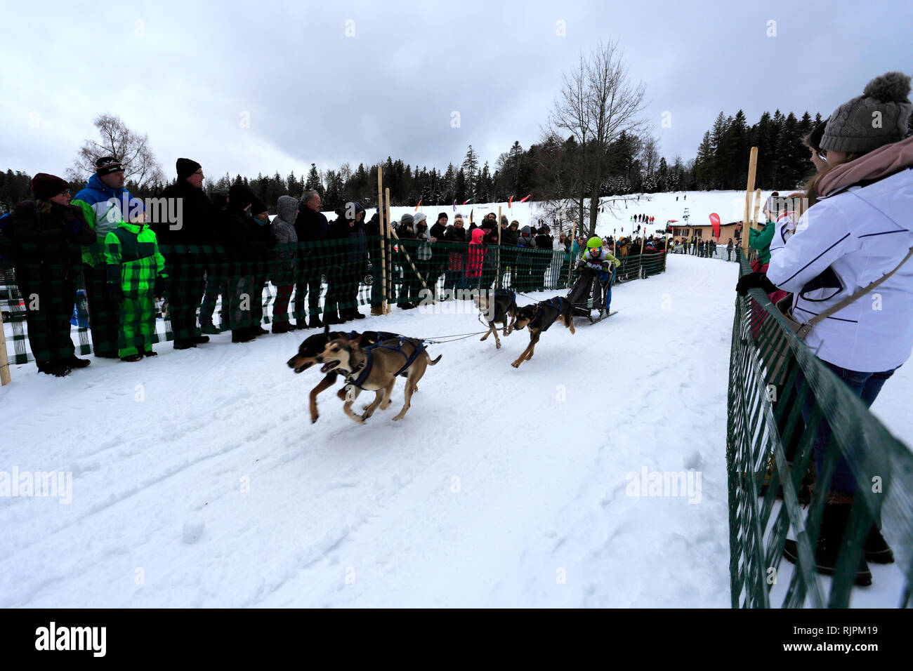 International Dog Sled Race At Todtmoos village, Waldshut, Baden-Wuerttemberg, Germany, Europe, 26th-27th January 2019 Stock Photo