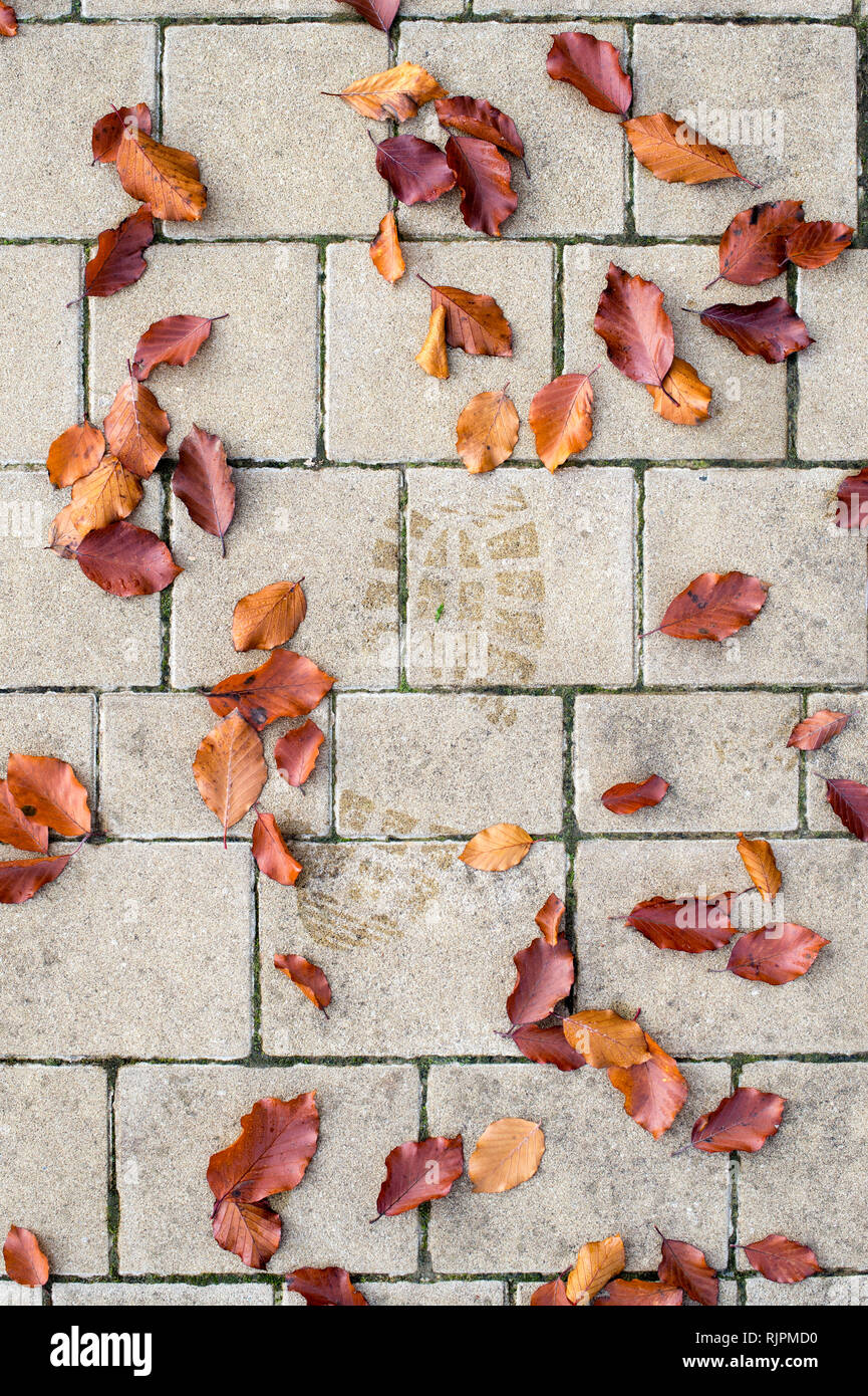 Fagus sylvatica leaves. Wet boot print surrounded by fallen autumn beech leaves on a garden path. UK Stock Photo