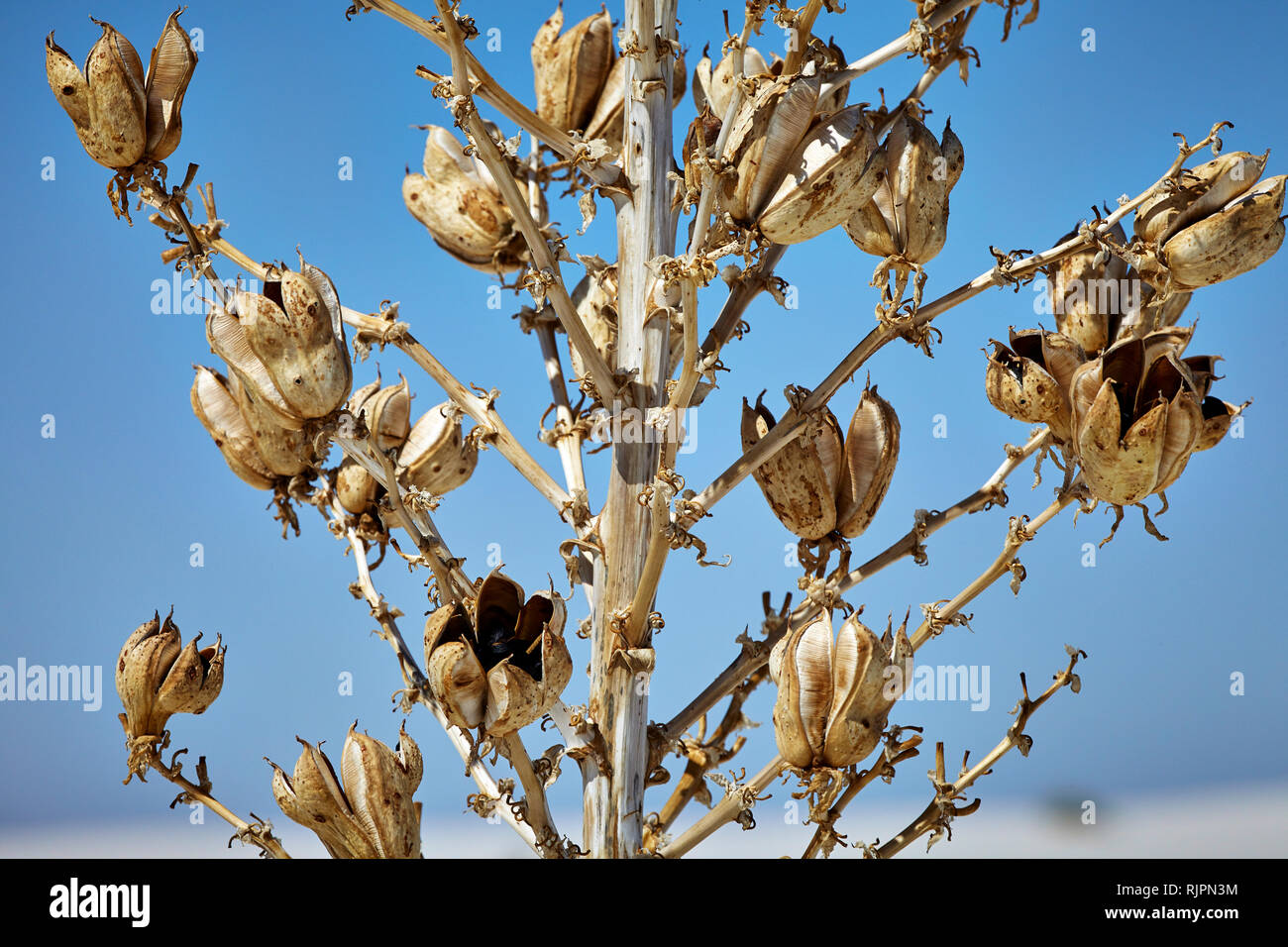 Close Up Of Dried Flower Pods Of The Soap Tree Yucca Plant In White Sands National Monument New Mexico Usa Stock Photo Alamy