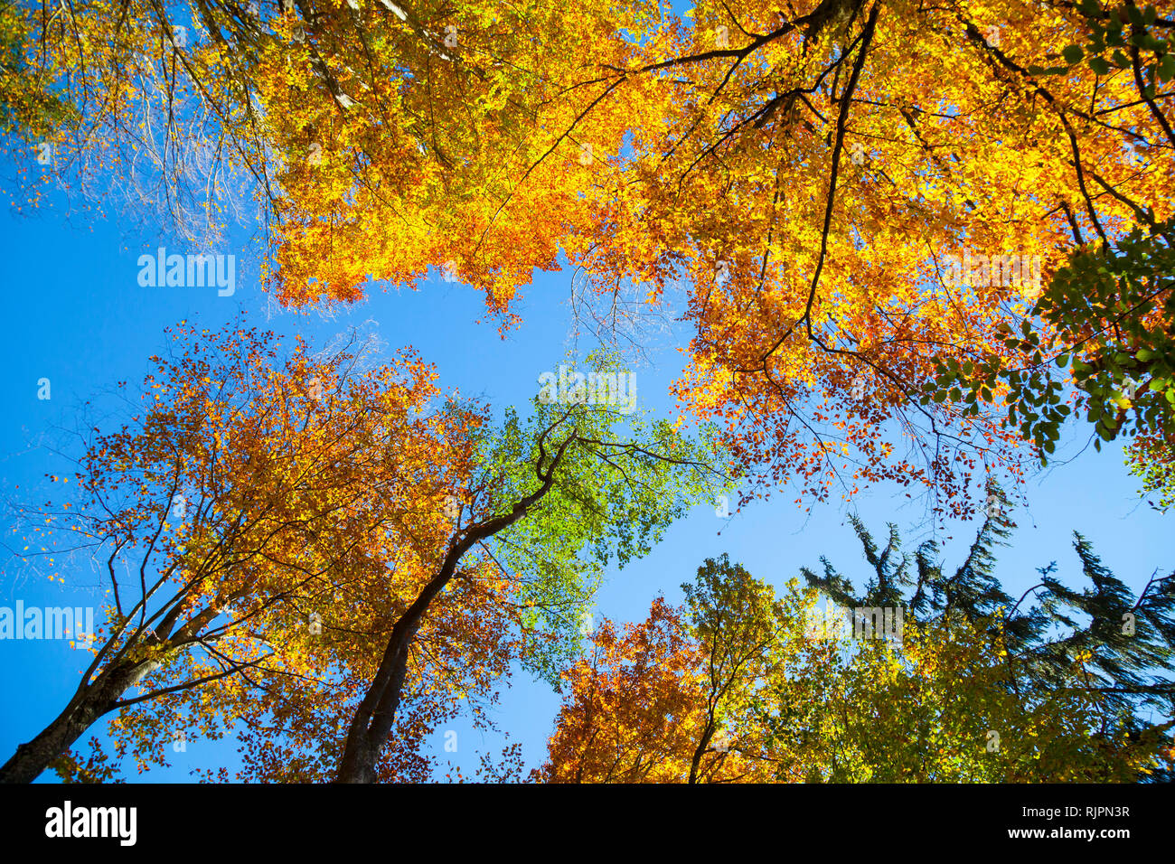 Autumn treetops and canopy against blue sky, low angle view Stock Photo
