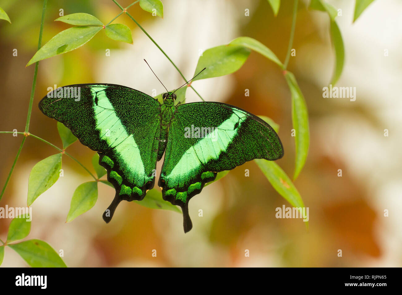 Macro photo of tropical butterfly in greenhouse Stock Photo