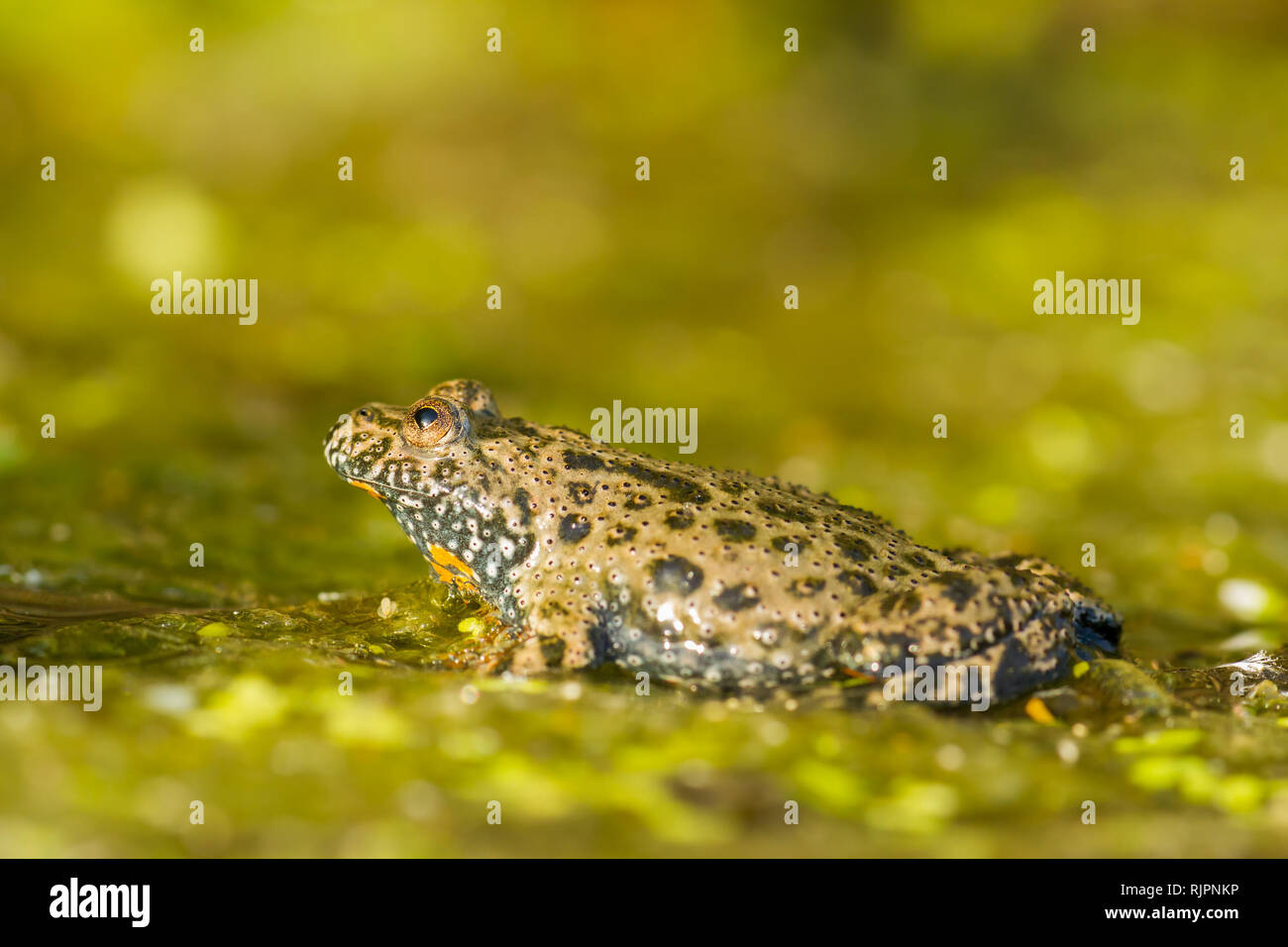 Wildlife photo of European fire-bellied toad Stock Photo