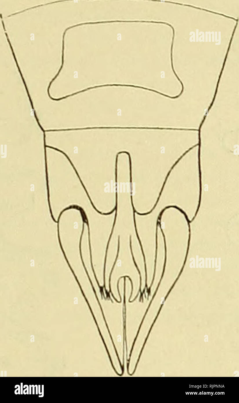 . The Australian zoologist. Zoology; Zoology; Zoology. 139 therefore give a figure of the abdomen tip seen from below, showing the forked gonapophyses of the 9th segment.. Fig. 2. End of abdomen of the female E. australiensis seen from below. Larva.—The length of the full-grown larva is 9 mm., and its colour brownish without any pattern as in the supposed larva of E. aastraliensis to which it is very similar; it differs chiefly from it by the small secondary divisions being' more rounded at the sides, by the constrictions on each side of the body divisions1 being more marked even on the last o Stock Photo