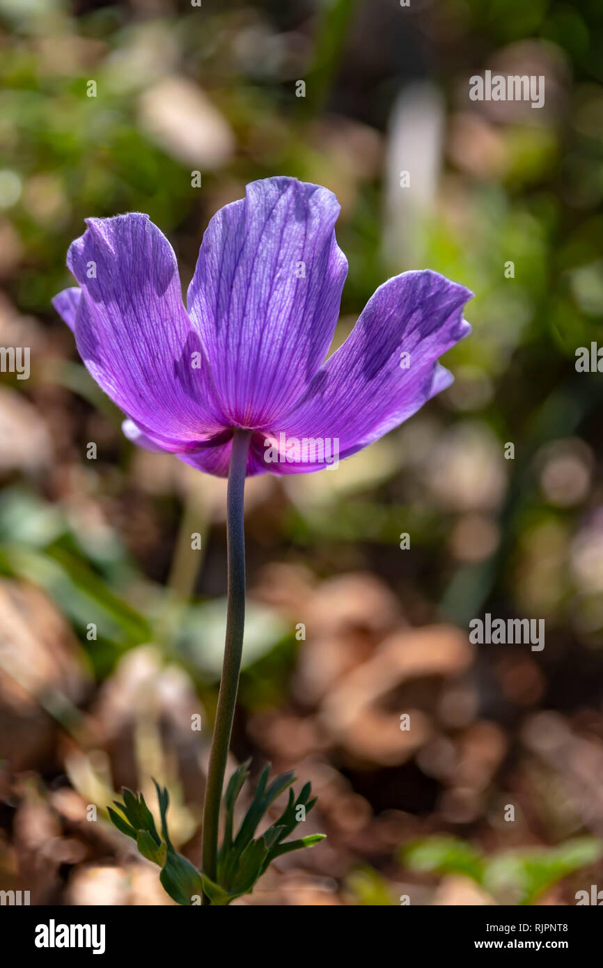 Bottom view of the head of a purple anemone flower in sunlight with backlighting Stock Photo