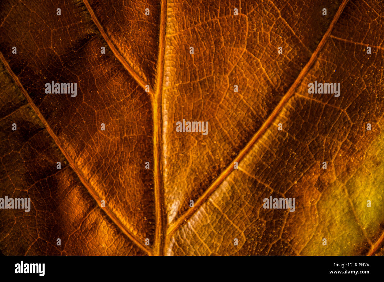Background Texture Dry Leaf Of Ficus Lyrata With Its Ribs Full Color Reverse Stock Photo Alamy