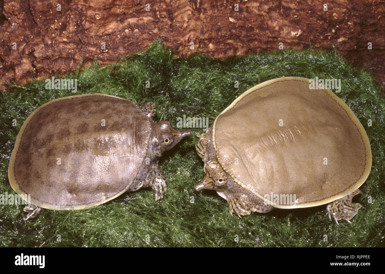 Smooth softshell turtle (Apalone mutica) Stock Photo