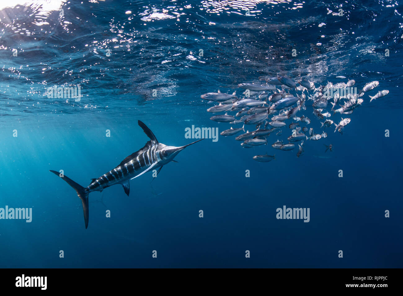 Striped marlin hunting mackerel and sardines Stock Photo - Alamy