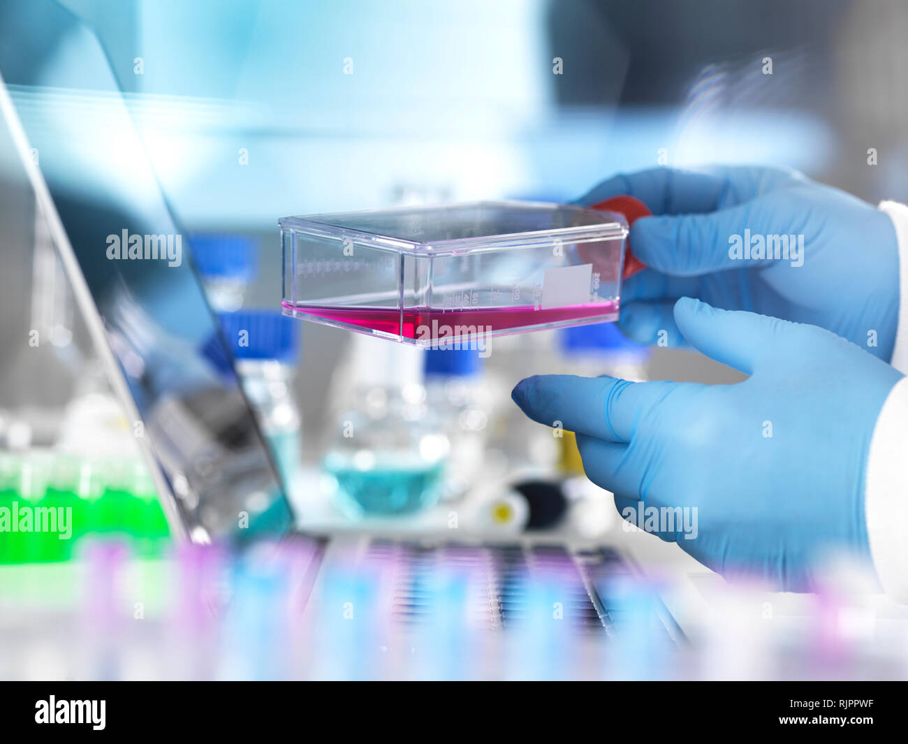 Cell biologist holding a flask containing stem cells, cultivated in red growth medium in a laboratory Stock Photo