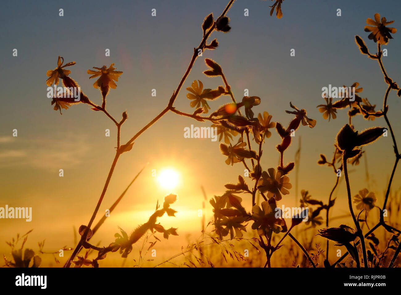 Wildflowers field sunset hi-res stock photography and images - Alamy