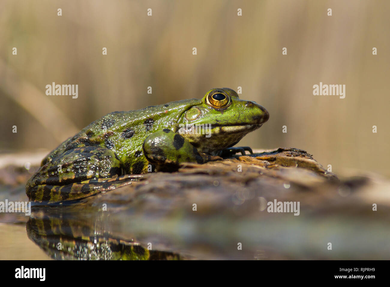 Wildlife photo of The marsh frog Stock Photo