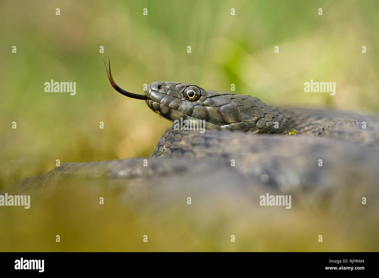 Wildlife photo of dice snake in Czech Republic Stock Photo