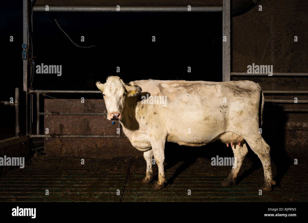 https://c8.alamy.com/comp/RJPRN5/white-cow-in-pen-at-night-in-modern-dairy-farm-wyns-friesland-netherlands-RJPRN5.jpg