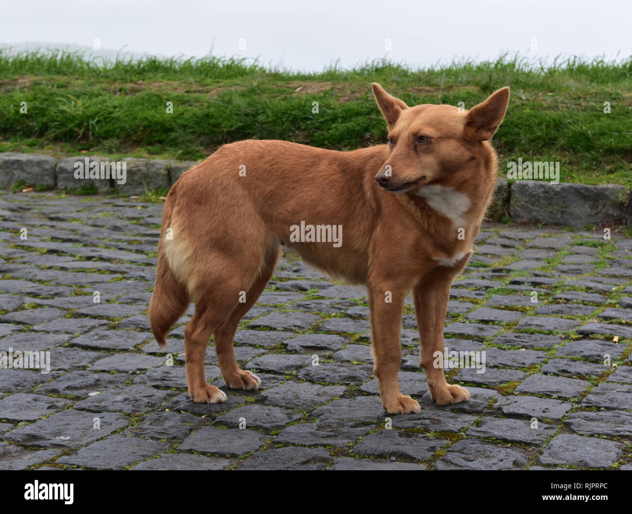 Adorable mixed breed canine standing on cobblestones Stock Photo Alamy