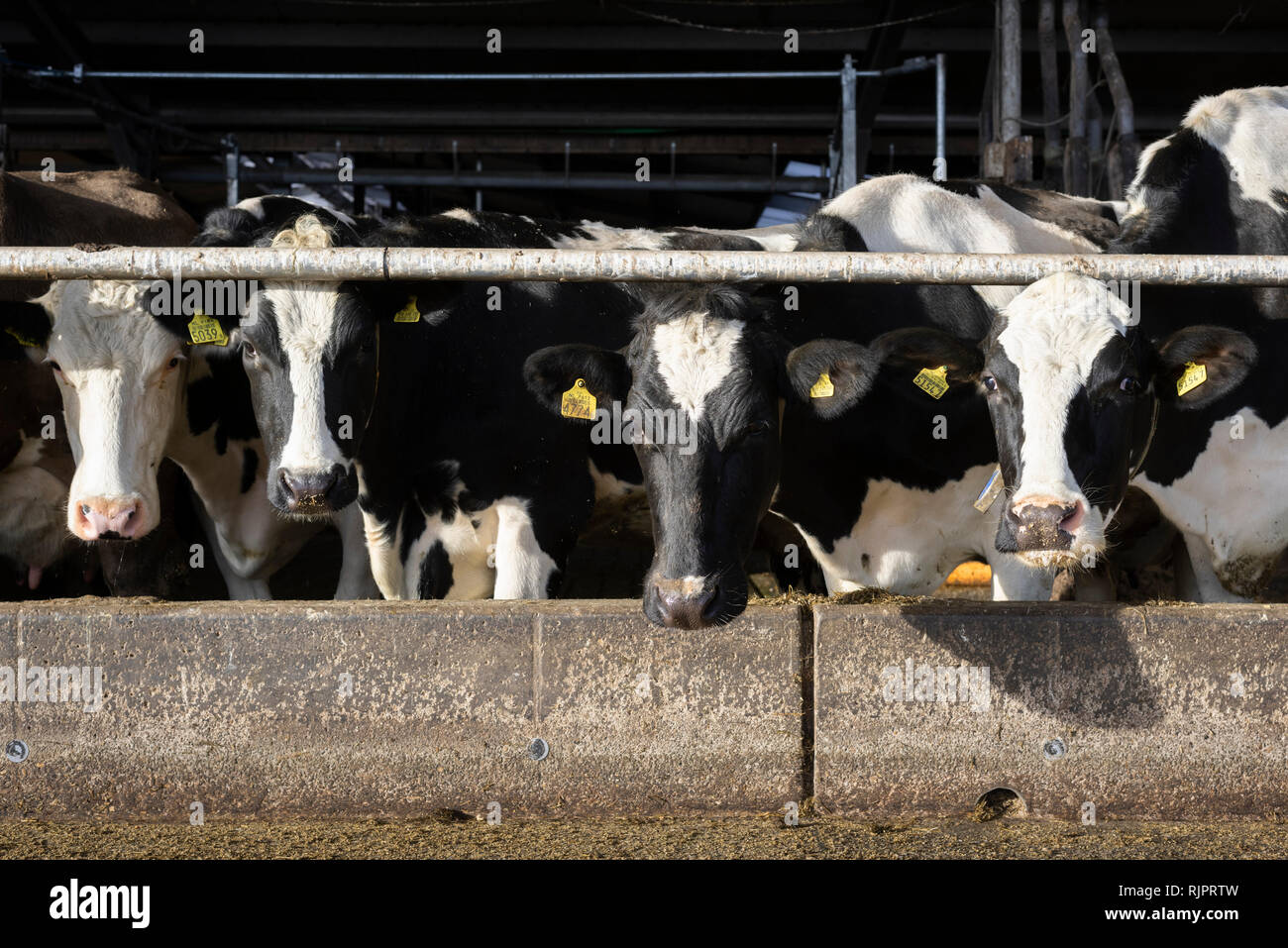 Cows in pen open to fresh air and light, Wyns, Friesland, Netherlands Stock Photo