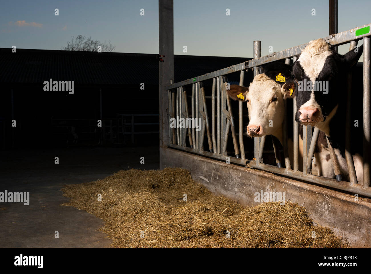 Cows in pen open to fresh air and light, Wyns, Friesland, Netherlands Stock Photo