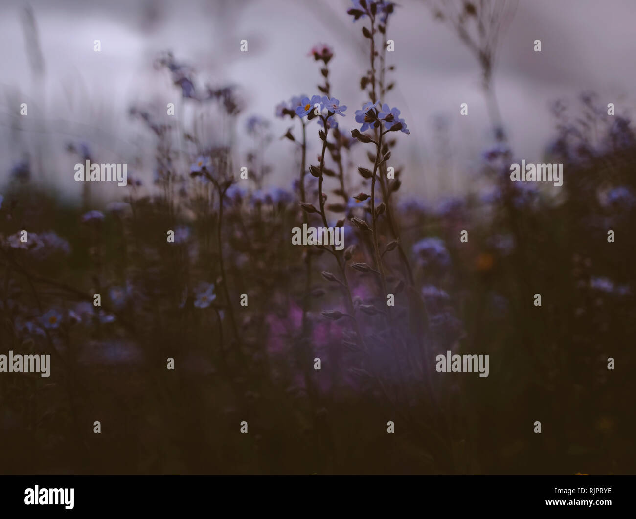 Purple wildflowers hi-res stock photography and images - Alamy