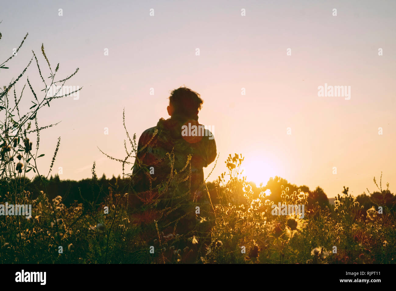 Man in wildflower field watching sunset, rear view Stock Photo