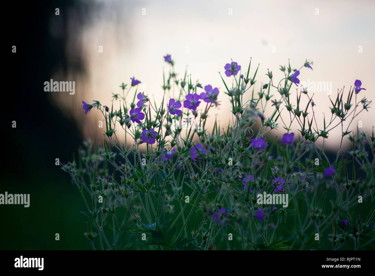 Purple wildflowers hi-res stock photography and images - Alamy