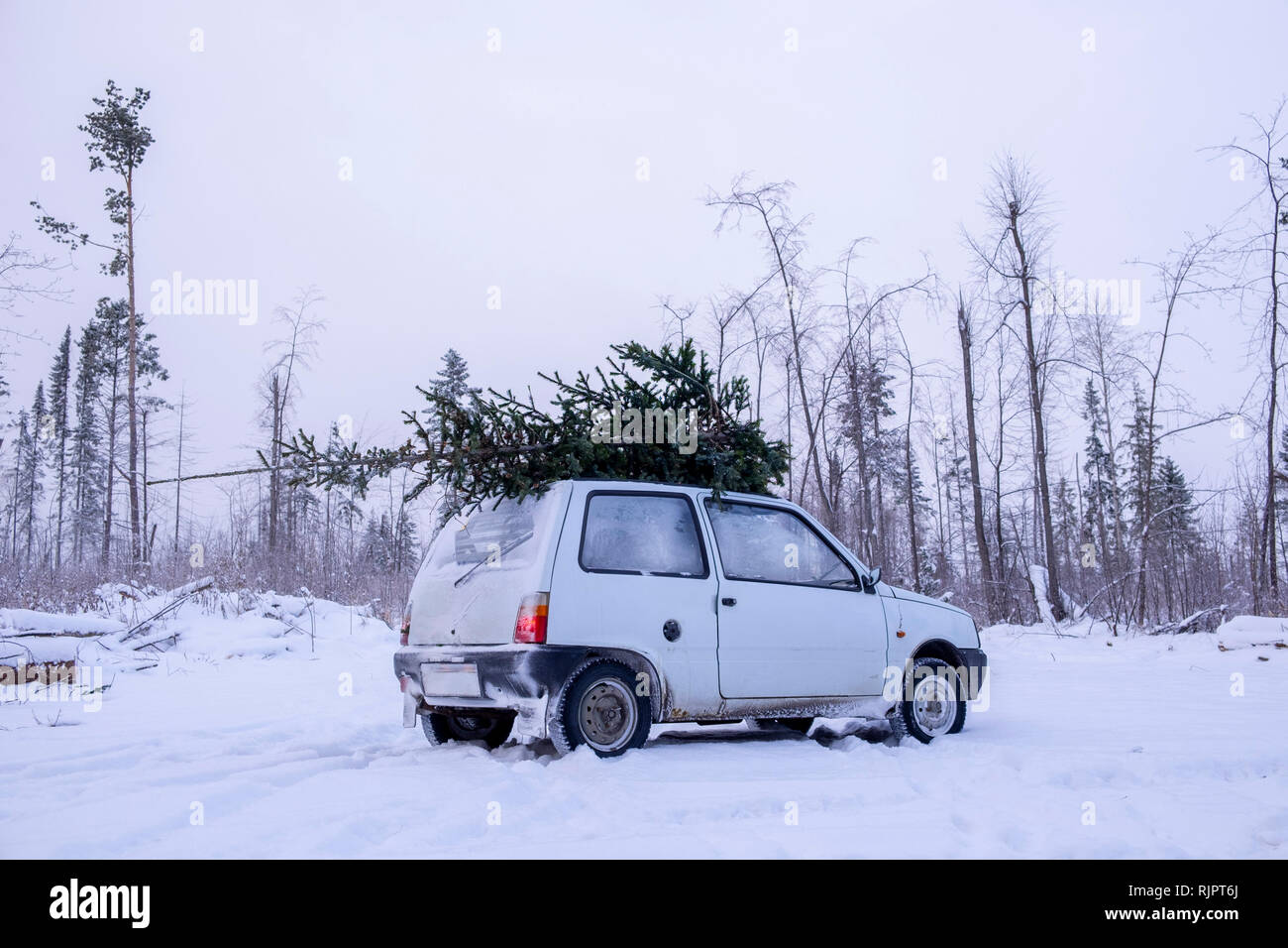 Christmas tree car roof hires stock photography and images Alamy