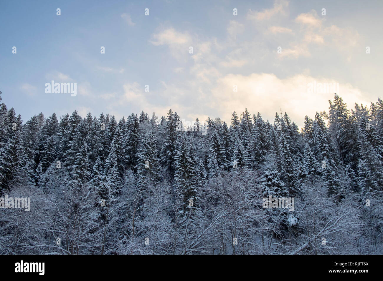 Snow covered hill forest tree tops Stock Photo