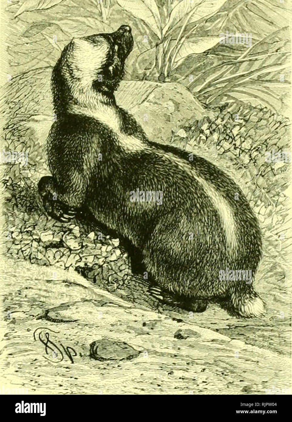 Mehrzahl Von Dachs