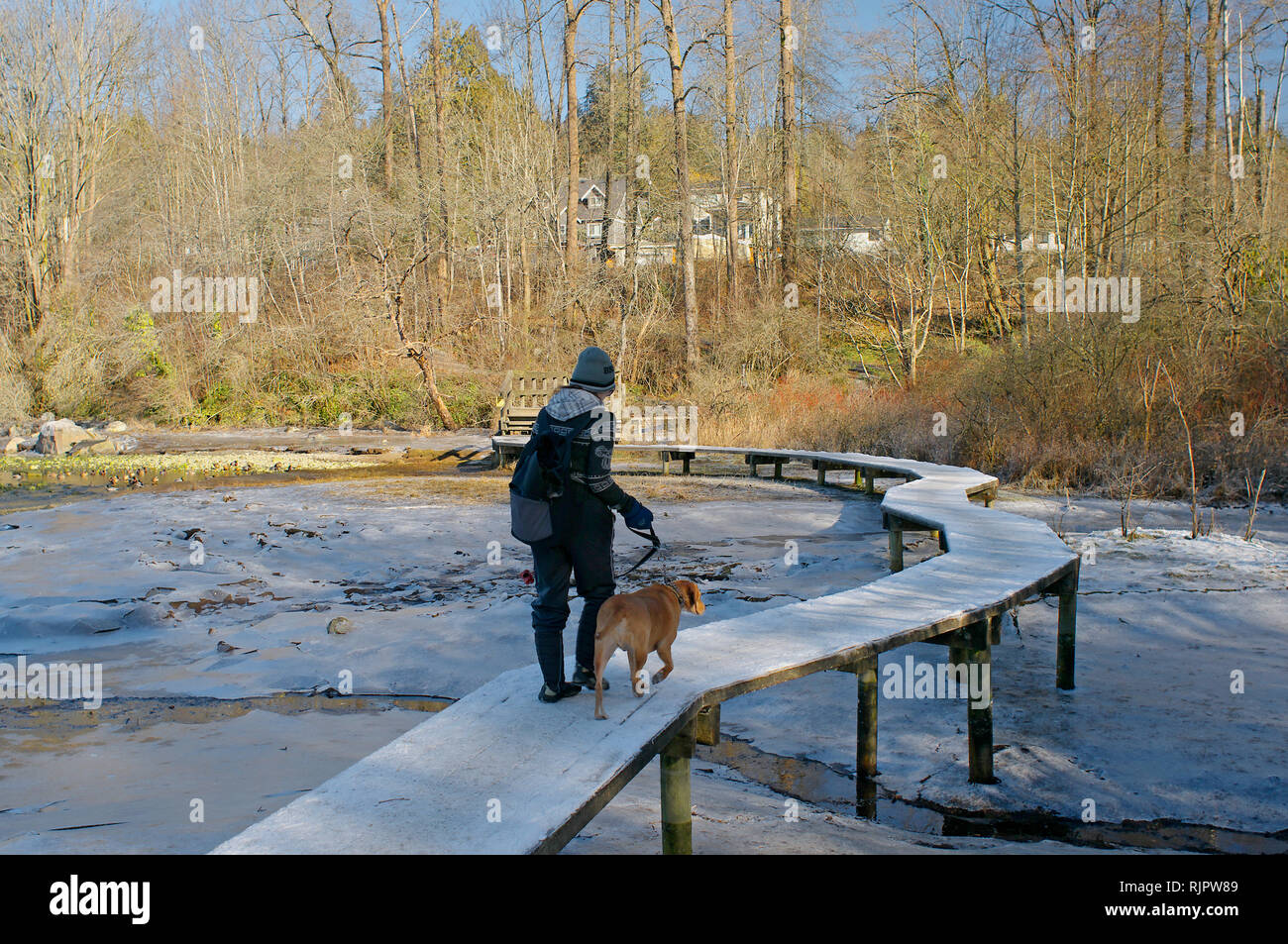 A woman walking her dog along the slippery, snow-covered boardwalk in Shoreline Park, Rocky Point, Port Moody, British Columbia, Canada. Stock Photo