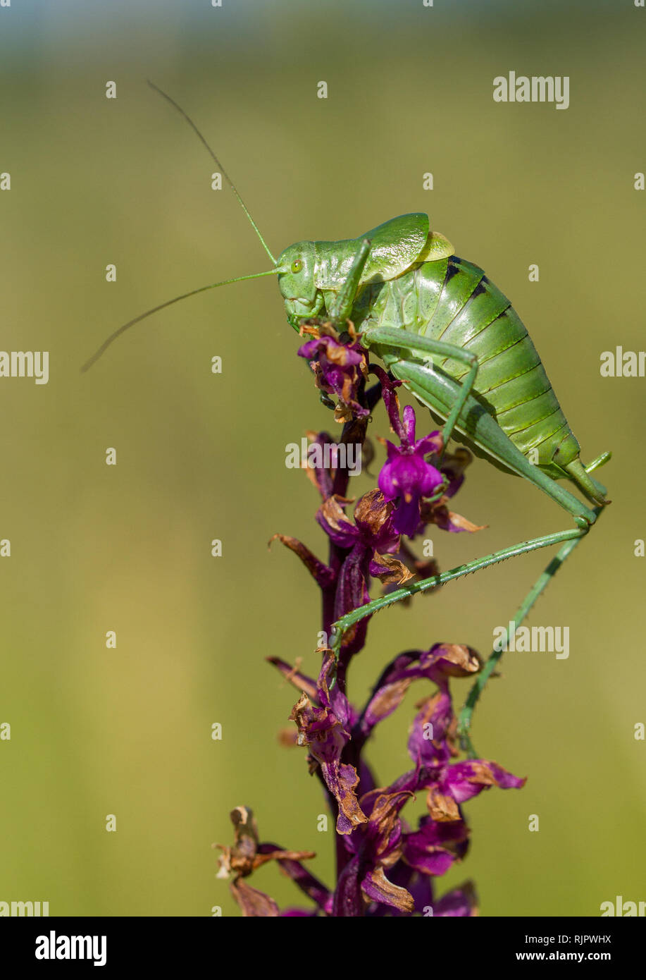 Wildlife photo of Large Saw-tailed Bush-cricket with orchid Stock Photo