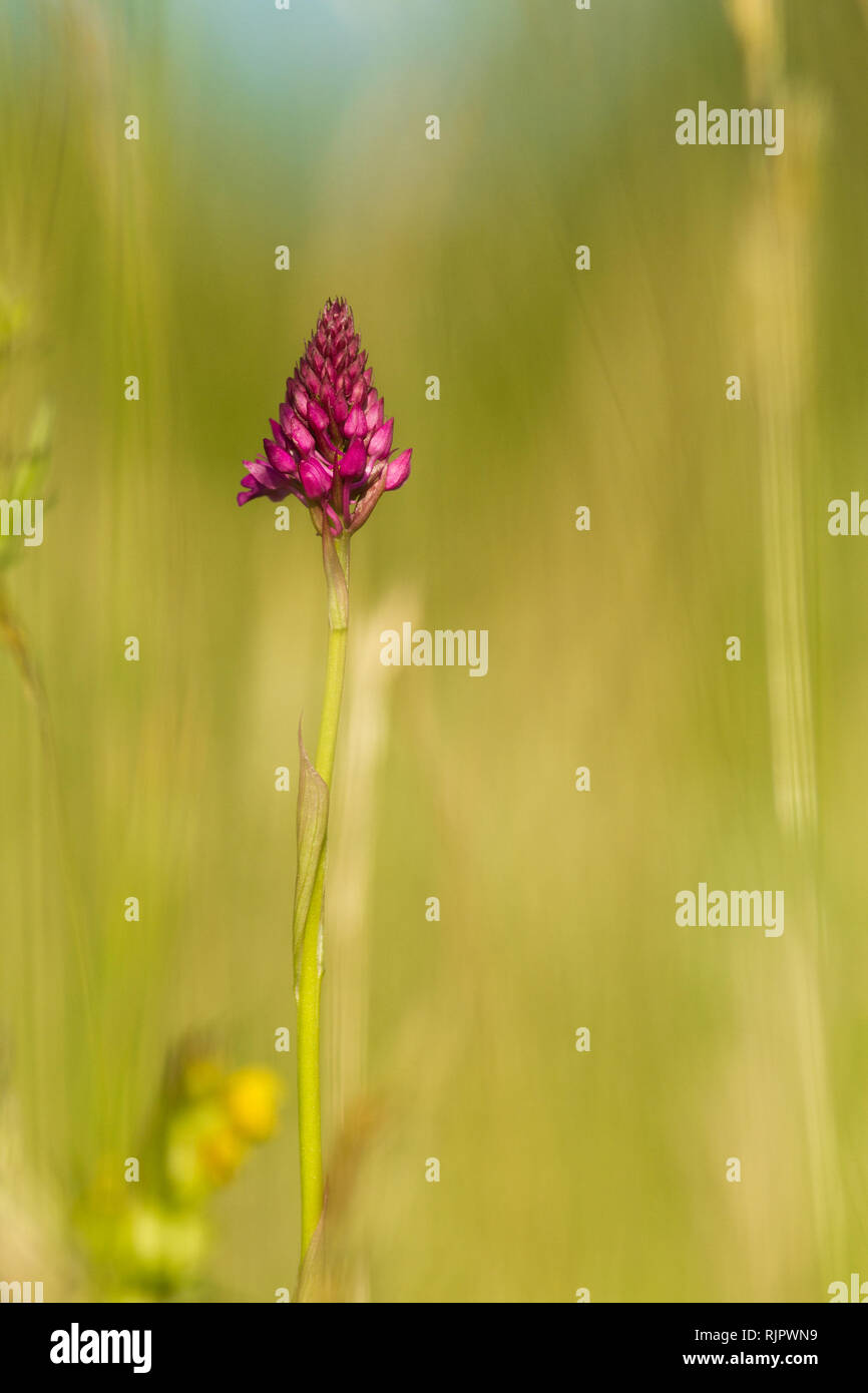 Photo of Pyramidal orchid in Czech nature Stock Photo