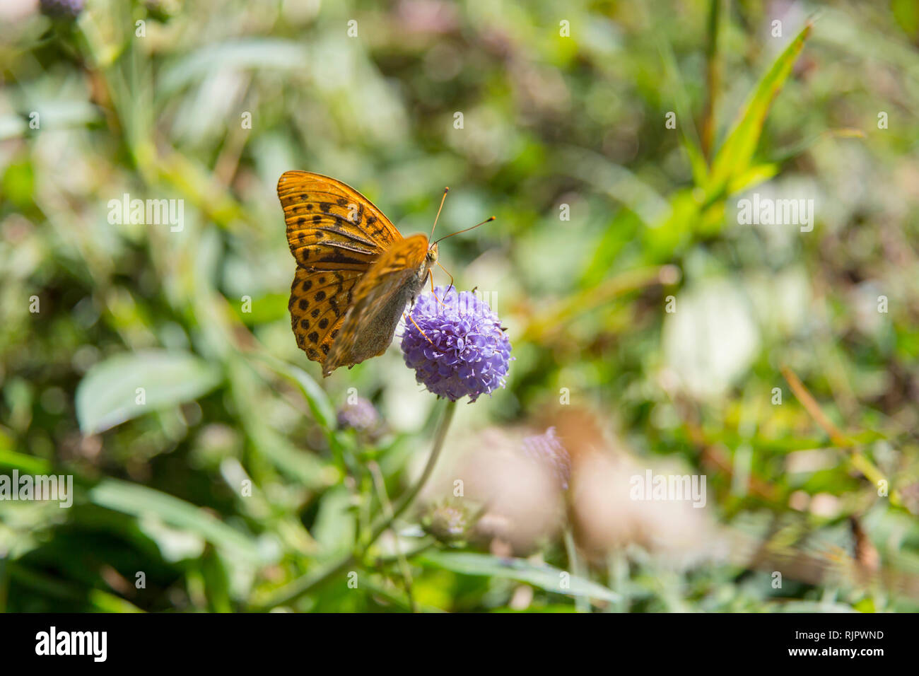 Silver-washed fritillary butterfly (argynnis paphia) on purple flowerhead, close up Stock Photo
