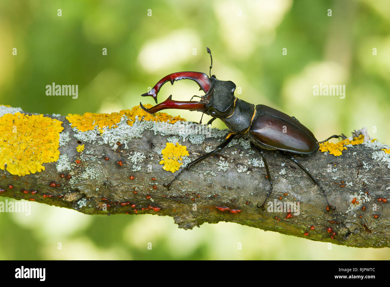 Wildlife macro photo of The stag beetle Stock Photo