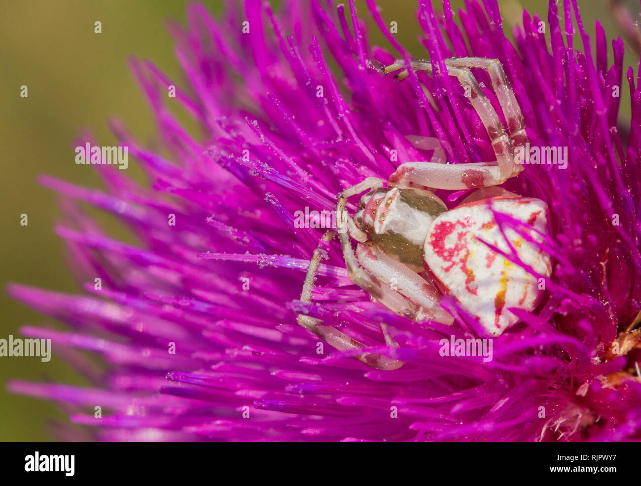 Wildlife macro photo of Crab spider Stock Photo