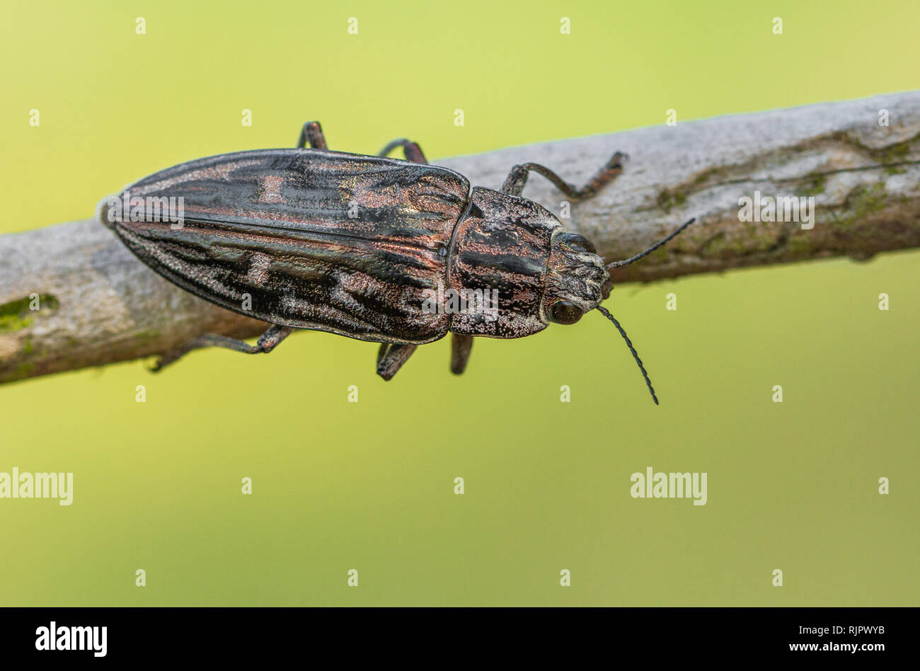 Wildlife macro photo of Flatheaded pine borer beetle Stock Photo