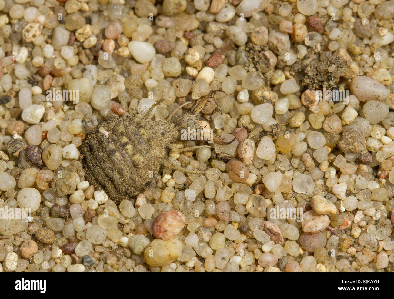 Wildlife macro photo of antlion larva in sand Stock Photo