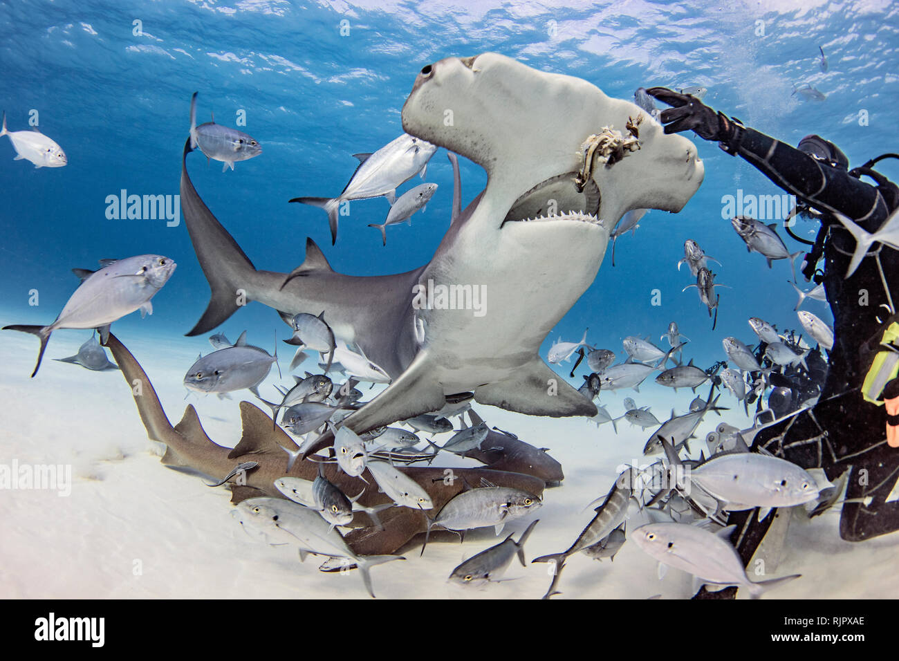Diver feeding great hammerhead shark and fishes underwater, Alice Town, Bimini, Bahamas Stock Photo
