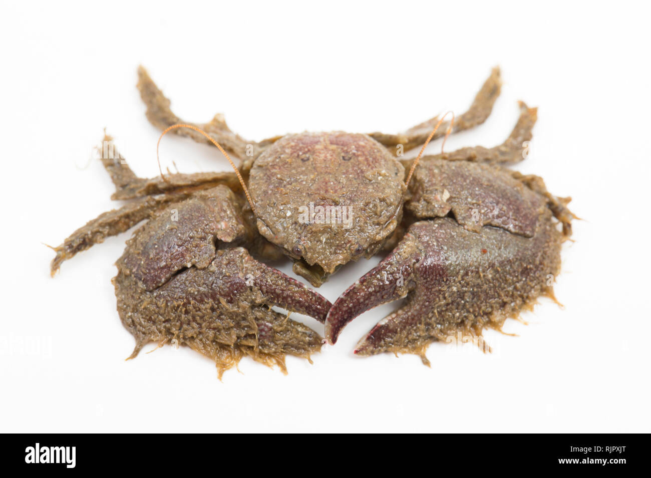 A Broad-clawed porcelain crab, Porcellana platycheles, photographed against a white background in a studio before release. The crabs are small with a  Stock Photo