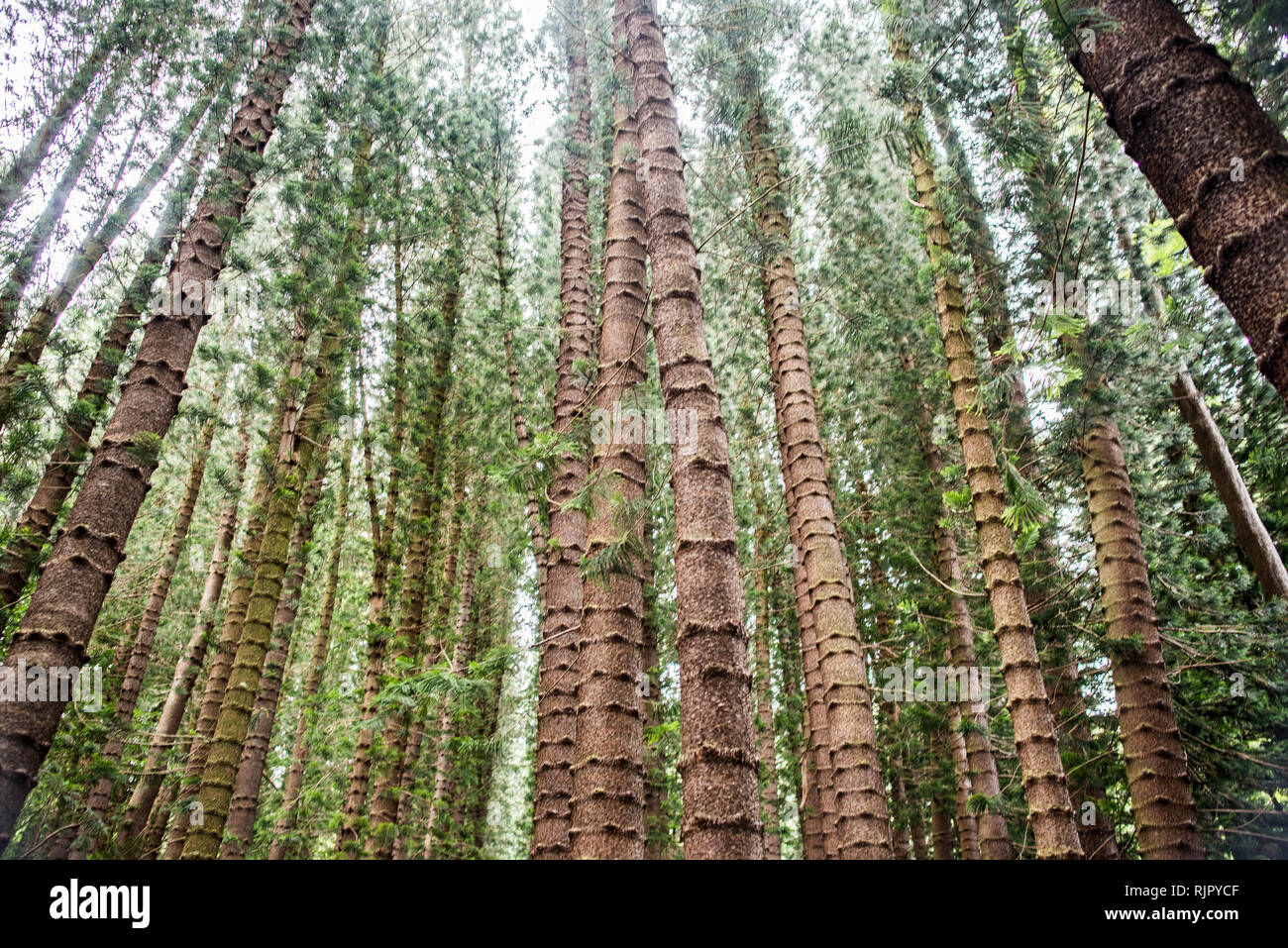 Straight tall trees hi-res stock photography and images - Alamy