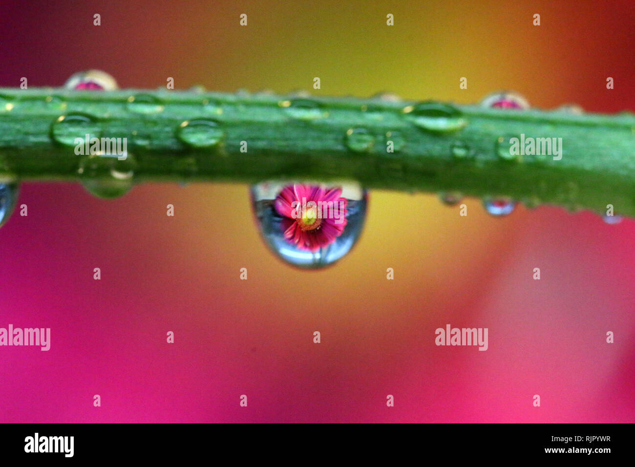 Water Droplet Refraction Photography with flowers Stock Photo Alamy