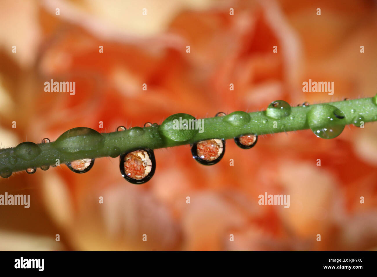 Water Droplet Refraction Photography with flowers Stock Photo Alamy