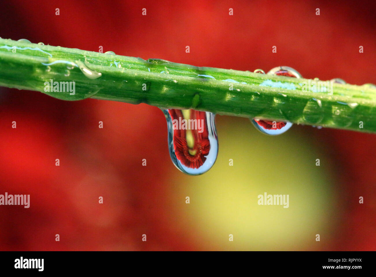 Water Droplet Refraction Photography with flowers Stock Photo Alamy