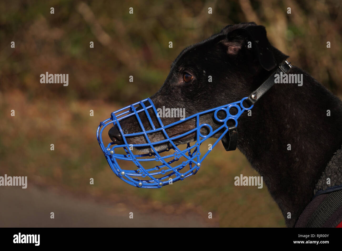 Why Do Greyhound Dogs Wear Muzzles