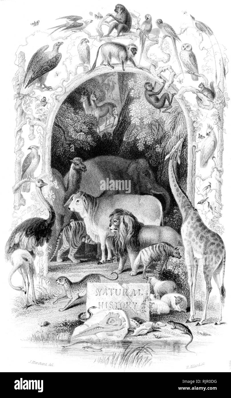 Common: Wood cut engraved illustration, taken from 'The Treasury of Natural History' by Samuel Maunder, published 1848 Stock Photo