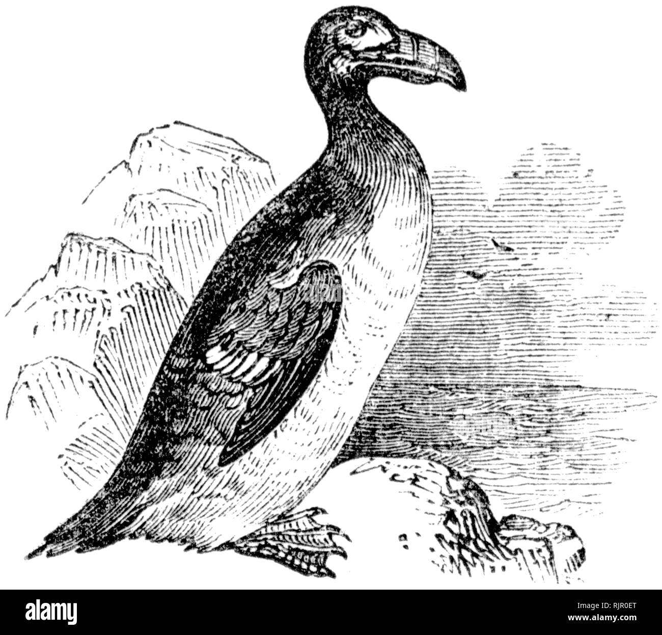 Great auk drawing hi-res stock photography and images - Alamy