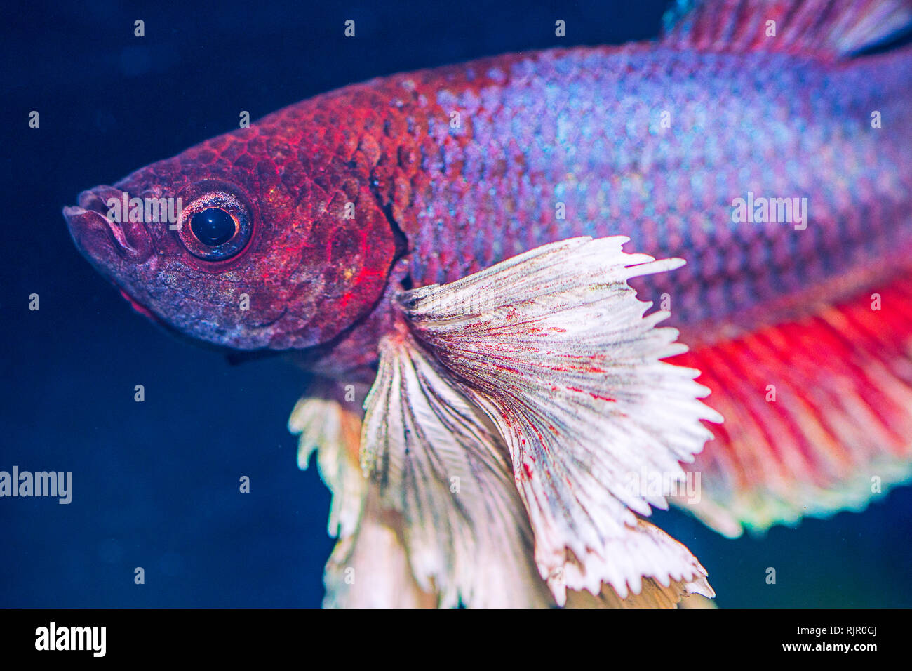 Close-up and details of a Dumbo Ear Betta Fish Stock Photo